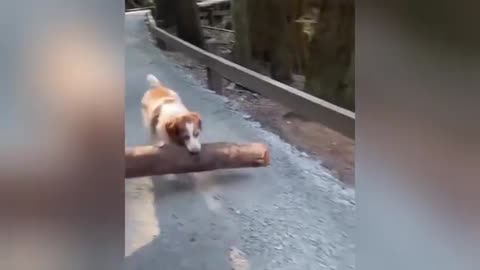 Funniest Cats & Dogs of 2025 😂🐾 Ultimate Try Not To Laugh Challenge!