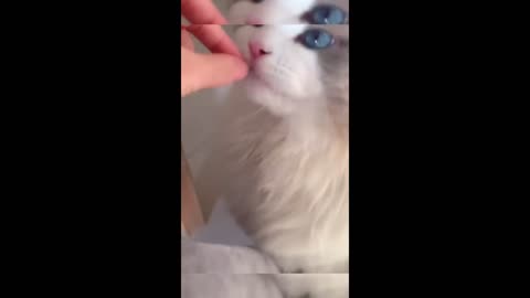 Funny Animals