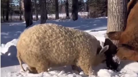 Ever seen a pig that looks like a sheep