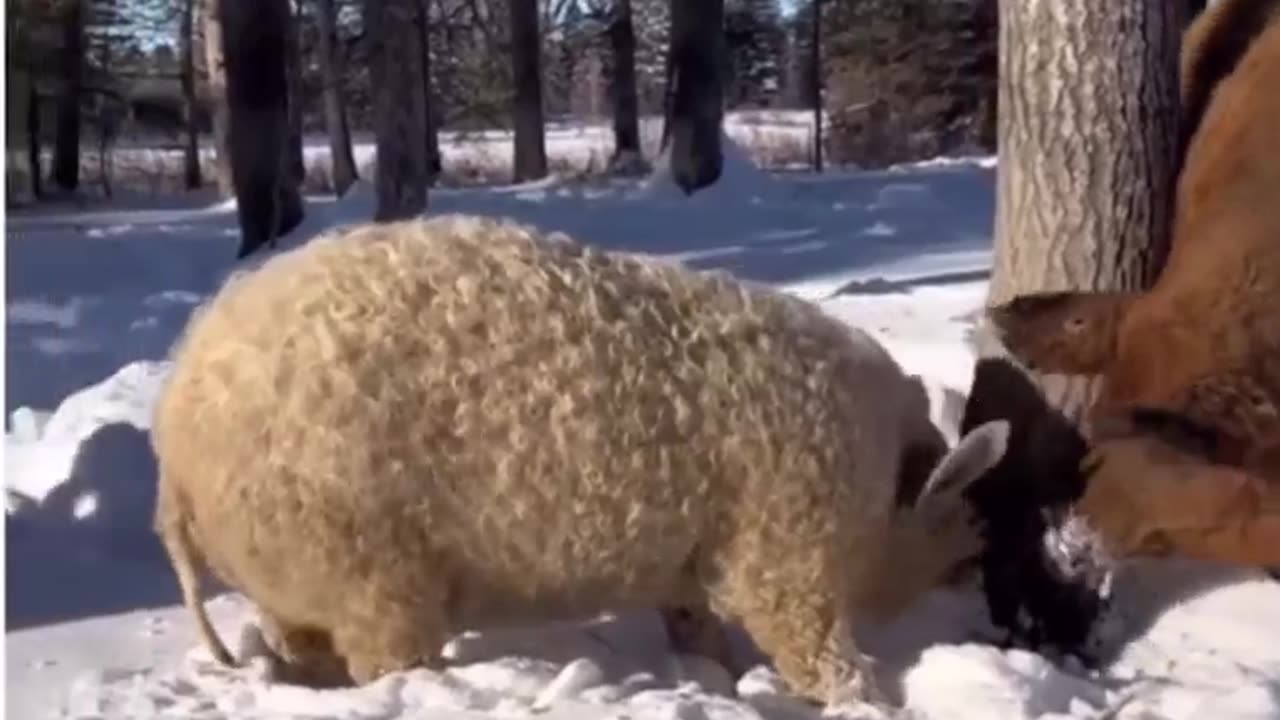 Ever seen a pig that looks like a sheep