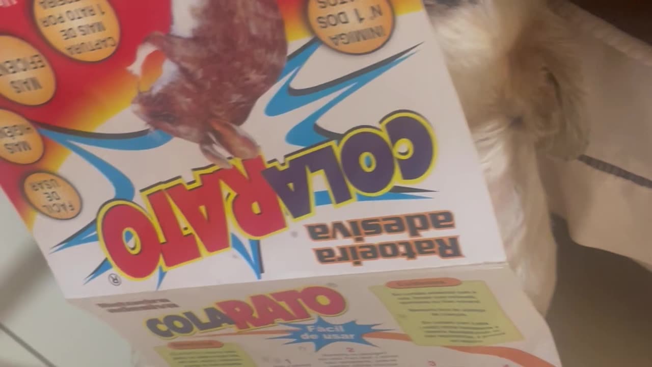 Shih Tzu Gets Her Face Stuck to a Glue Trap