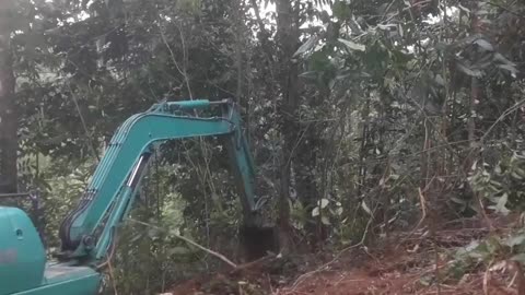 Master of Precision: 1-Min Excavator's Forest Transformation! (USA POV)