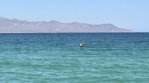 Diseño de Productos de IA: Ingeniería de Indicación y Desarrollo Iterativo