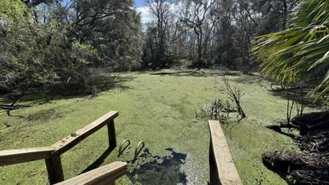 Scuba diving at Catfish Hotel Sink, Manatee Springs: Epic Views!