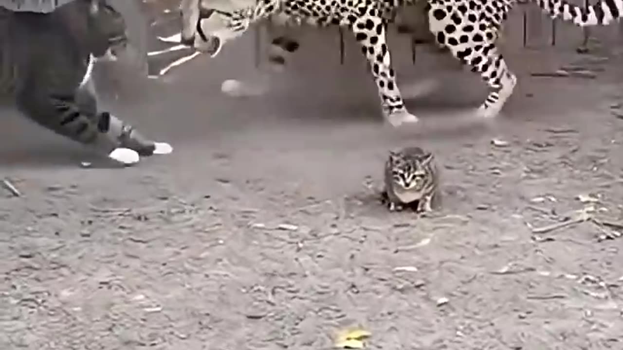 The cat saved the dog from the leopard