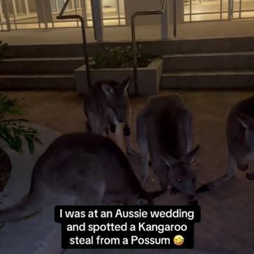 Kangaroo diaries only in Australia 🇦🇺