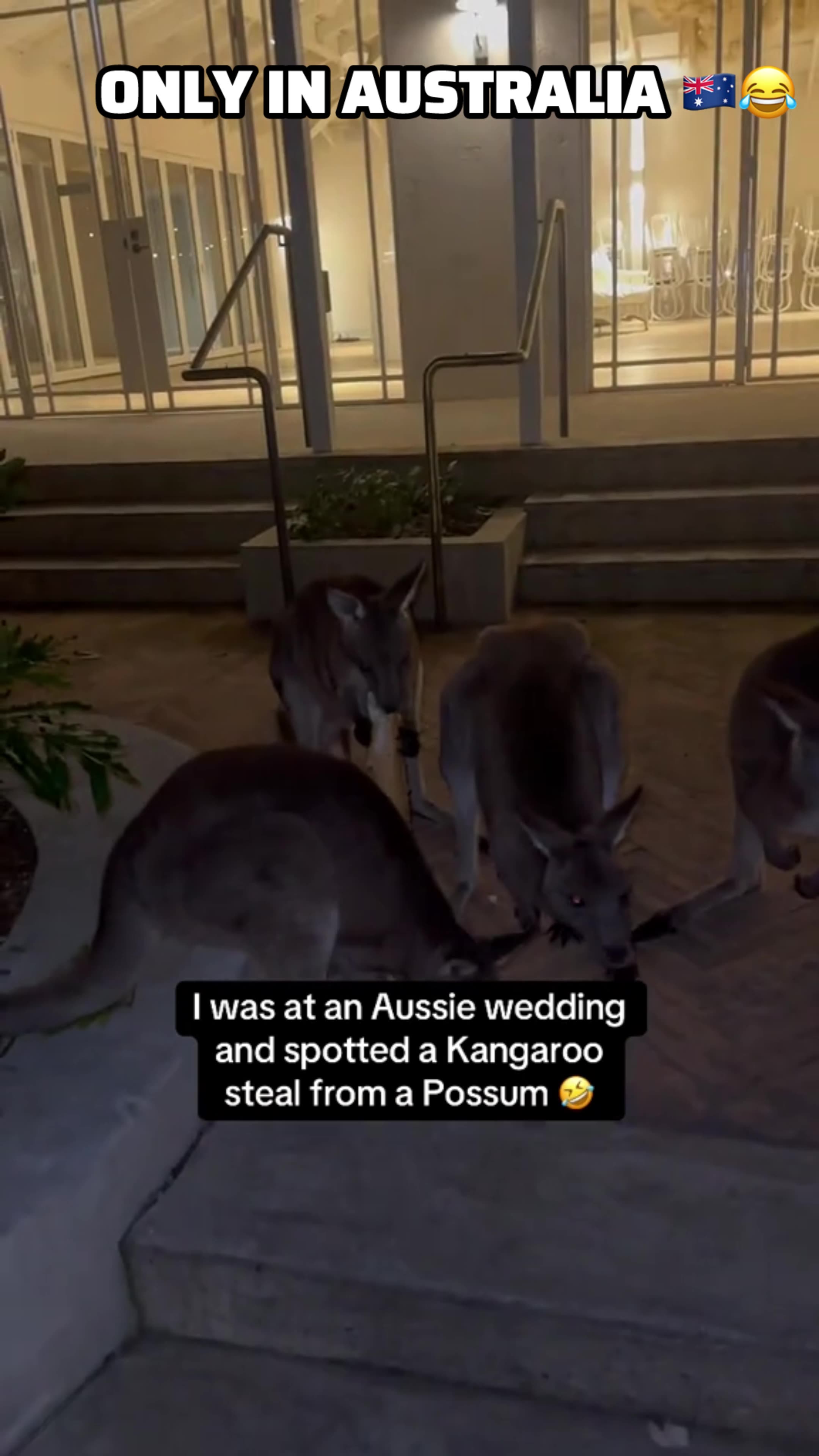 Kangaroo diaries only in Australia 🇦🇺