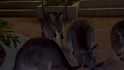 Kangaroo diaries only in Australia 🇦🇺 