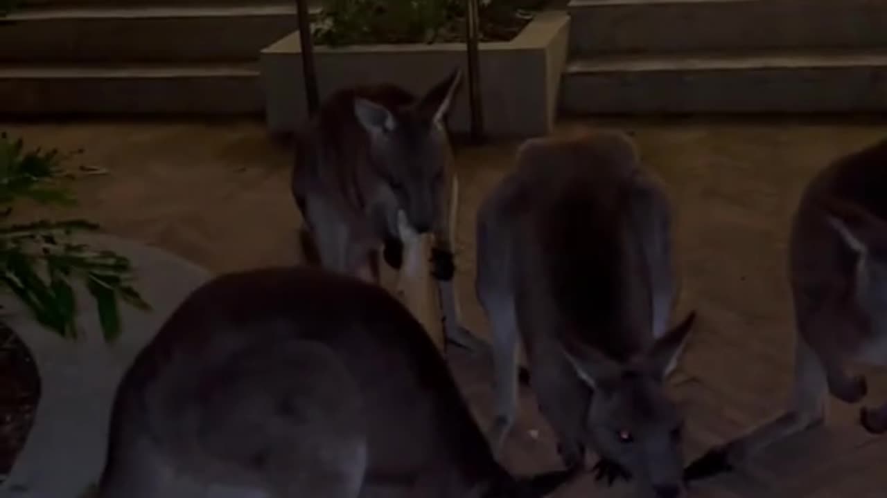 Kangaroo diaries only in Australia 🇦🇺