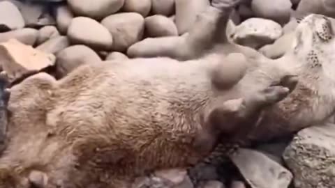 Do you know why this otter is playing with a stone?