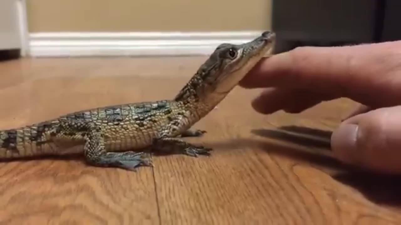 He's not havin it tonight - Baby Crocodile Likes to be Pet