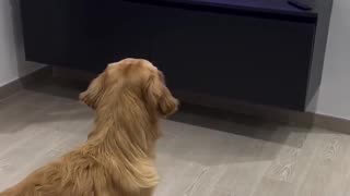 😍🐕 You Won't Believe This Golden Retriever Moment! | FunFM