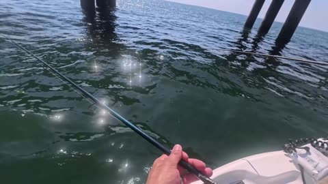 Sheepshead fishing at the CBBT with Southern Reels Fishing Charters