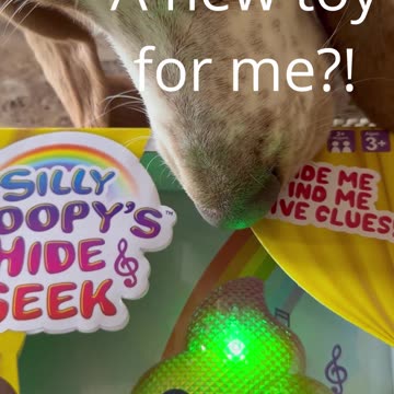 Silly games with my basset hound