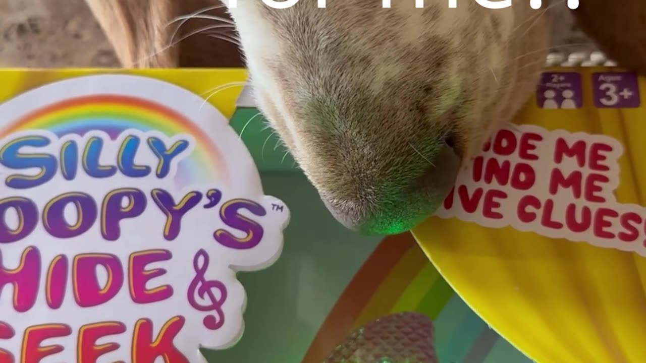 Silly games with my basset hound