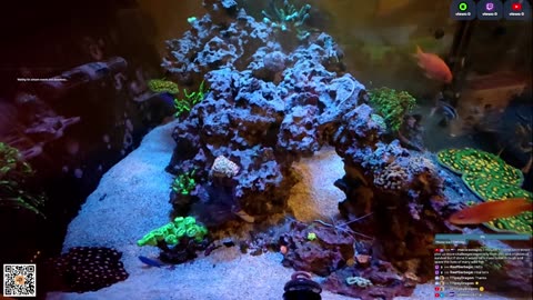 24/7 Real Live Reef Stream