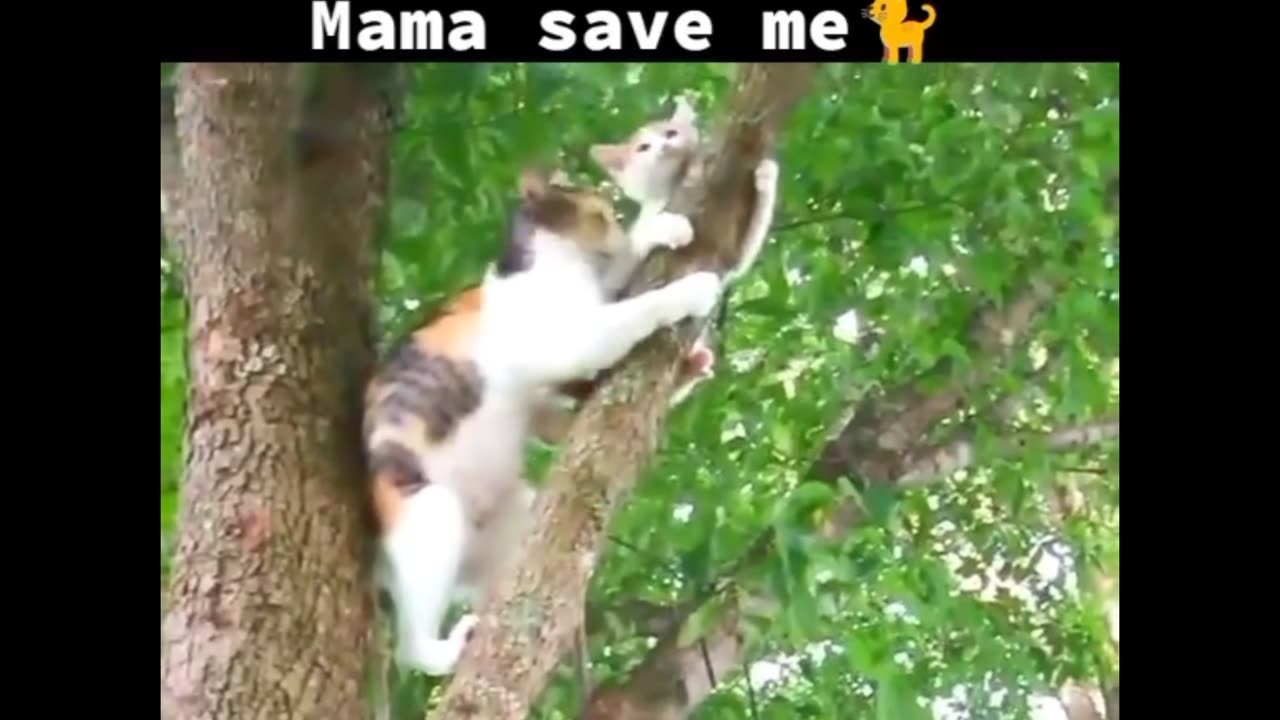 Brave Mother Cat Climbs to Rescue Her Stuck Kitten! A Heartwarming Moment! #cuteanimals 🐈❤️