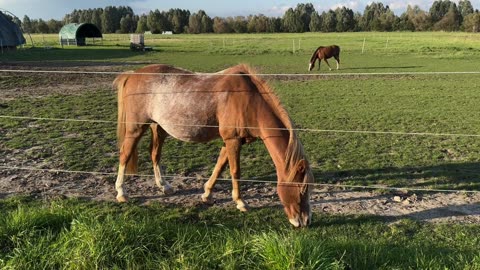 Chestnut Horse with Rabicano White Pattern