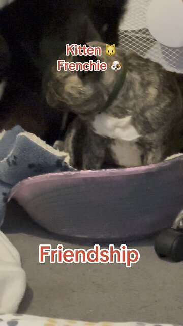 Frenchie and kitten friendship