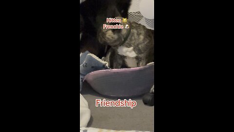 Frenchie and kitten friendship