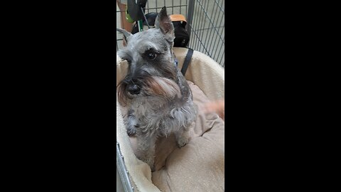 a pupper named Kaiser