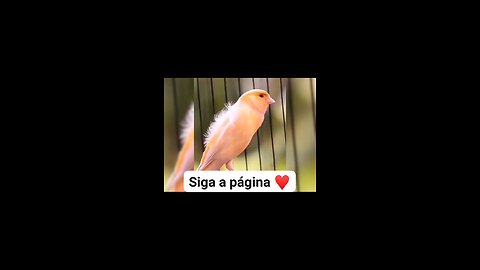 Orange canary