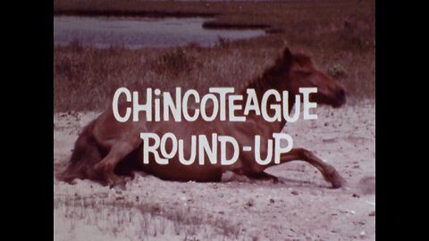 Mutual of Omaha's Wild Kingdom - "Chincoteague Round-Up"