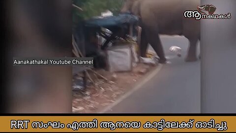 കാട്ടാനക്കൊപ്പം ഫോട്ടോഷൂട്ട്, യുവാക്കൾക്ക് ഇനി ജയിലിൽ കിടക്കാം _ Munnar padayappa elephant