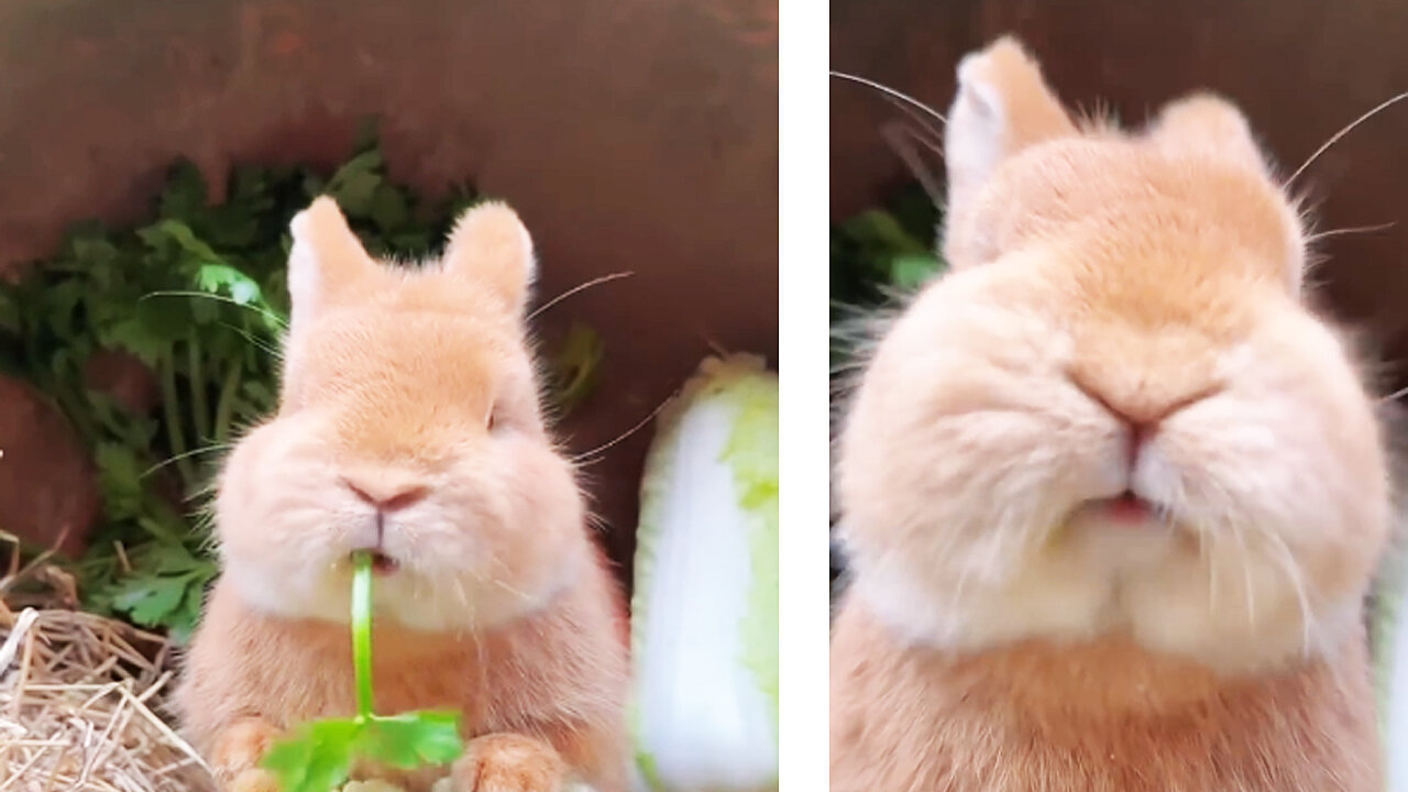 Cute big-faced rabbit who loves to eat vegetables