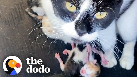 These Cats Turned A Jeep Into Their Safe Haven | The Dodo