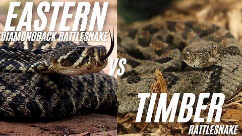 The Snake Expert's Guide to Eastern Diamondback vs Timber Rattlesnakes