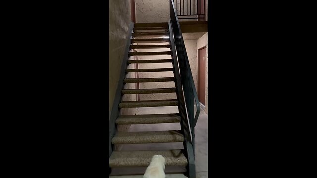 فقط نمای پاهای پشتیش!😂❤️😂❤️