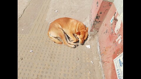 Only vitamin D is real