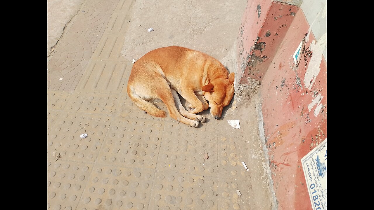 Only vitamin D is real