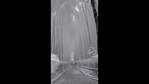 A video of the snow-covered Arashiyama bamboo