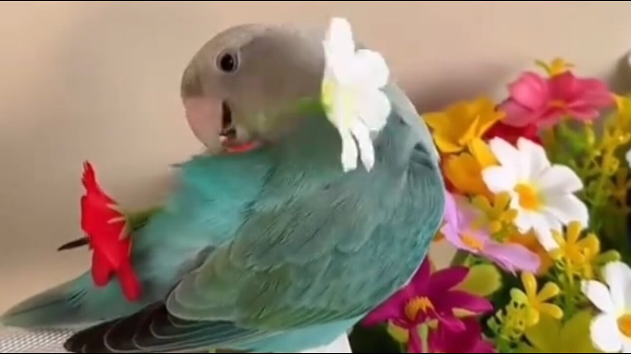 Parrot decorates itself with flowers to find a mate.
