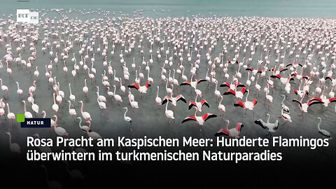 Rosa Pracht am Kaspischen Meer: Hunderte Flamingos überwintern im turkmenischen Naturparadies