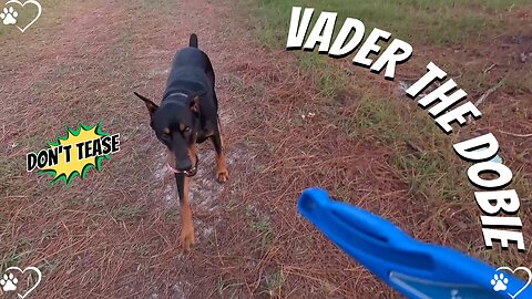 Doberman Ball Frenzy: Vader’s Pink Tennis Ball of Terror Shenanigans! 🐶🎾