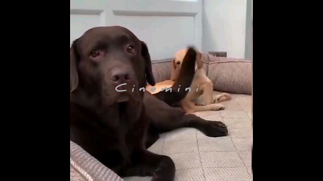Hey one in a Million love cat😻💖🐶@Heartwarming Moments with Playful Pets 🐾❤️ Pet Talk With The Pet Doc