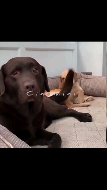 Hey one in a Million love cat😻💖🐶@Heartwarming Moments with Playful Pets 🐾❤️ Pet Talk With The Pet Doc