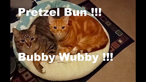 Sleepy cats at 5am: Pretzel Bun and Bubby Wubby