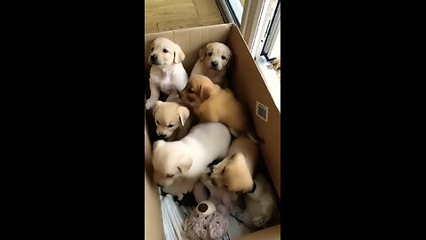 cute puppies #puppy #puppies #cuteanimals #youtubeshorts #cutedog
