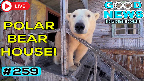 Polar Bears Take Over a House + Teen Saves Stepfather w CPR & MORE | GOOD NEWS – Infinite Hope #259