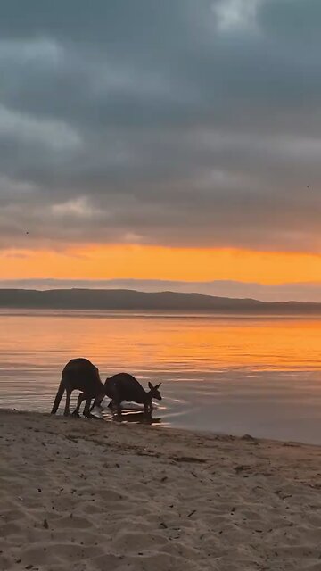 Australian kangaroos