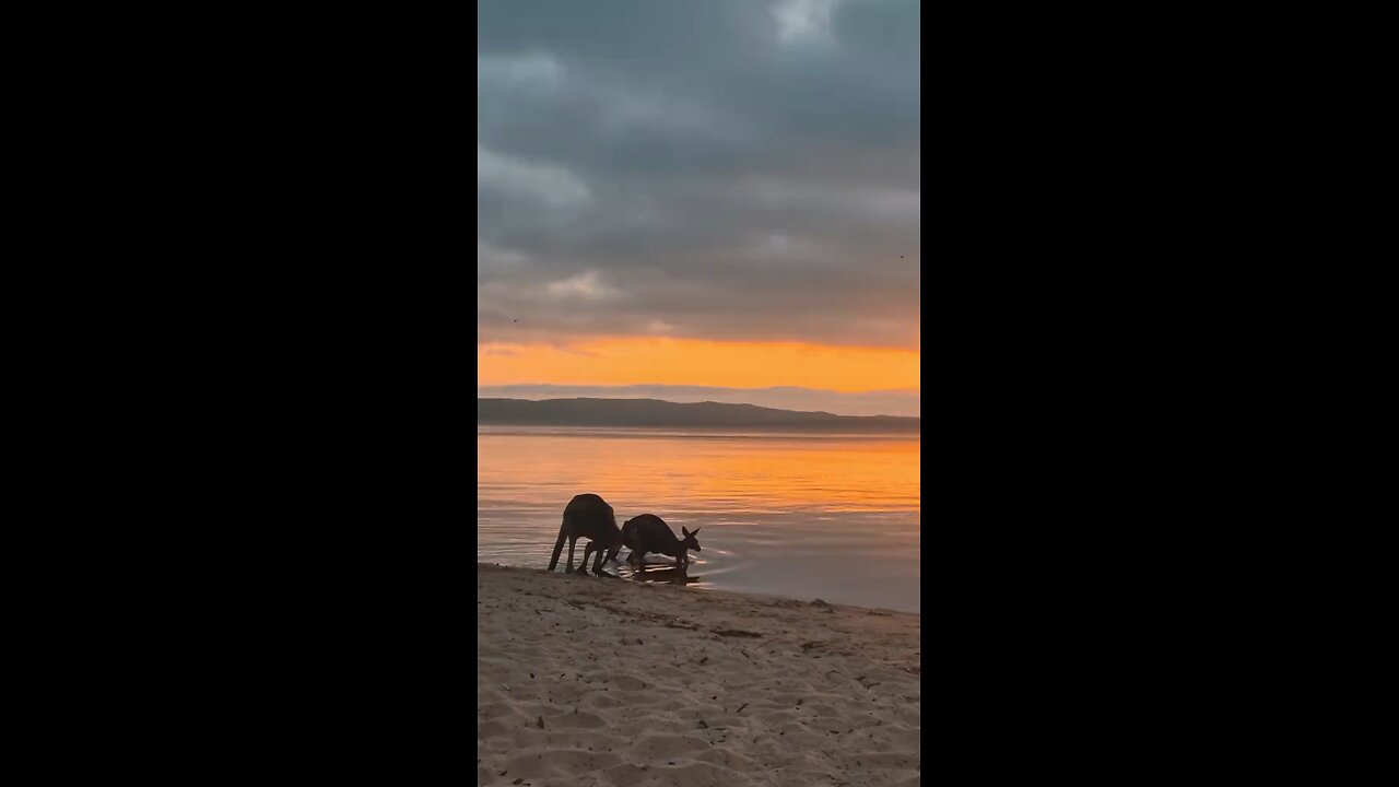 Australian kangaroos