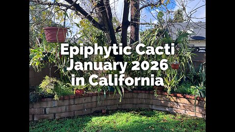 Epiphytic Cacti January 2026