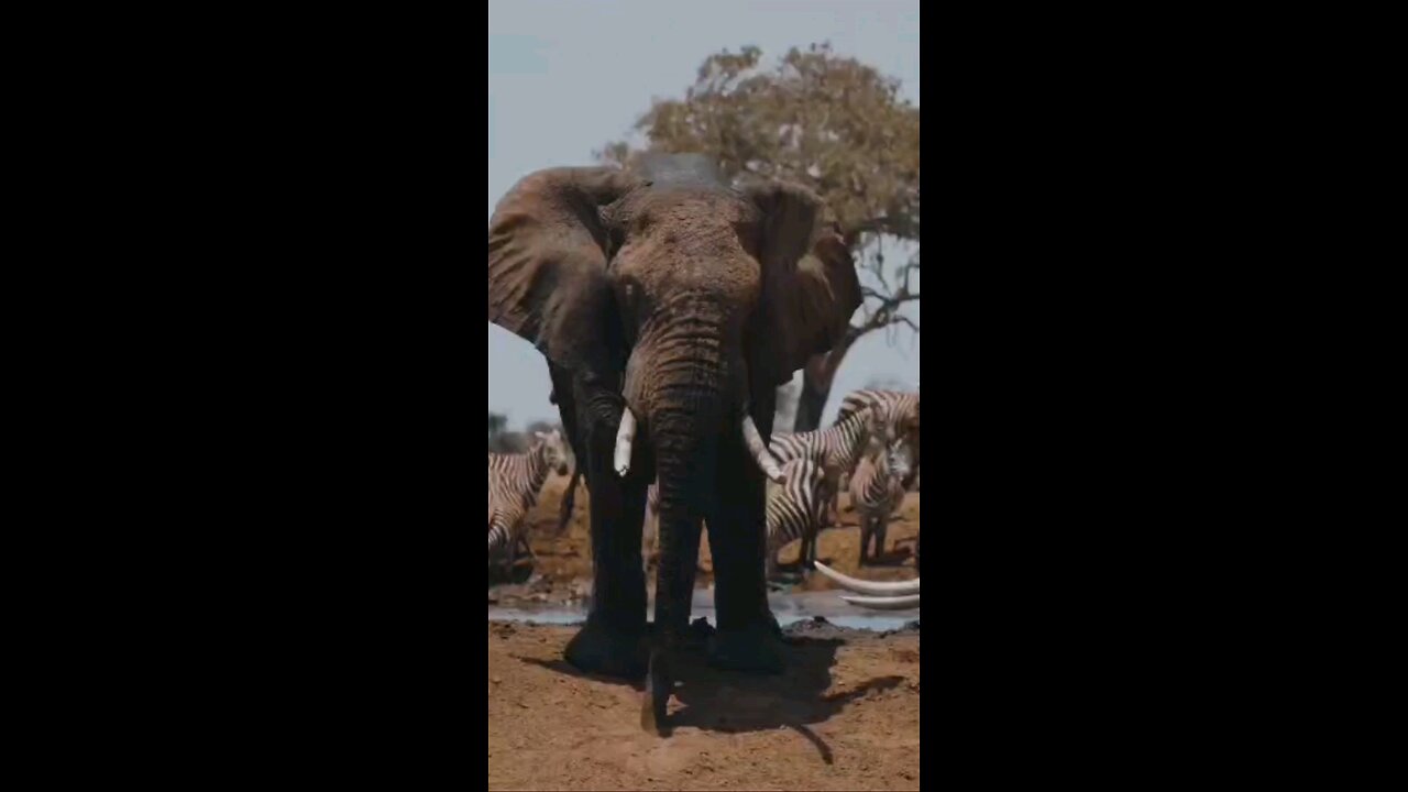 Ella the Kind Elephant: A Story of Compassion