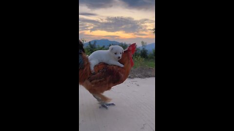 🐶 Cute Puppy Riding a Rooster – The Cutest Friendship Ever! 🐓💖