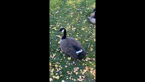 Canada Goose 🪿 #canadagoose #goose #followme #shorts #viral #trending