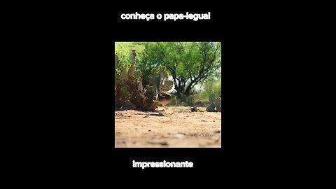 conheça o papa-legua!